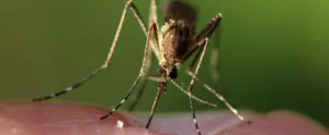 एडीज मच्छर के काटने से कौनसा रोग होता है