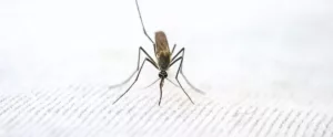 डेंगू मच्छर की पहचान: एक गाइड
